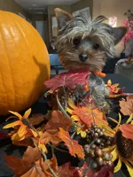 Mylo The Teacup Yorkie, a male Yorkshire Terrier for sale in Miami, FL – 3 of 6
