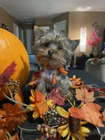 Mylo The Teacup Yorkie, a male Yorkshire Terrier for sale in Miami, FL – 1 of 6
