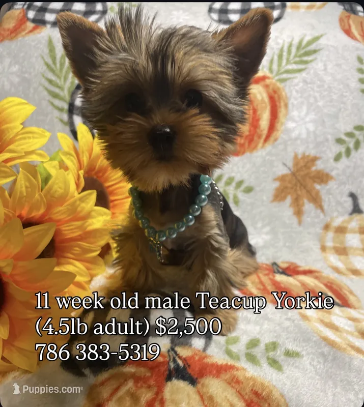 KINO – Yorkshire Terrier puppy for sale in Miami, FL
