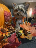 Kino The Teacup Yorkie, a male Yorkshire Terrier for sale in Miami, FL – 4 of 5