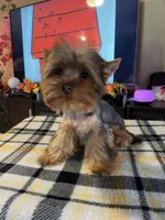 MYLO , a male Yorkshire Terrier for sale in Miami, FL – 3 of 5
