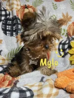 Mylo Teacup Yorkie, a male Yorkshire Terrier for sale in Miami, FL – 2 of 3