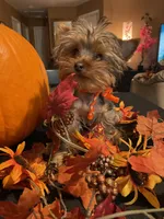 Mylo The Teacup Yorkie, a male Yorkshire Terrier for sale in Miami, FL – 2 of 6