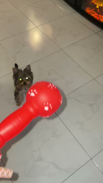 Kino The Teacup Yorkie, a male Yorkshire Terrier for sale in Miami, FL – 5 of 5