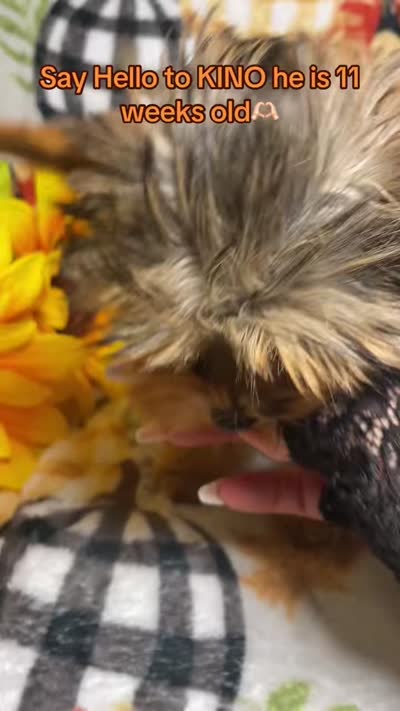 KINO, a male Yorkshire Terrier for sale in Miami, FL – 3 of 3