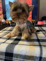 MYLO , a male Yorkshire Terrier for sale in Miami, FL – 2 of 5