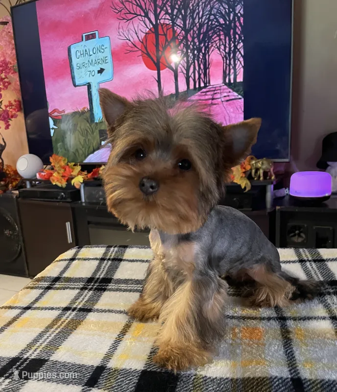 MYLO  – Yorkshire Terrier puppy for sale in Miami, FL