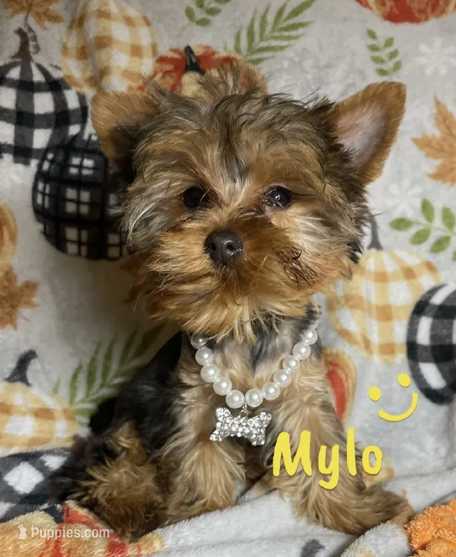 Mylo Teacup Yorkie – Yorkshire Terrier puppy for sale in Miami, FL
