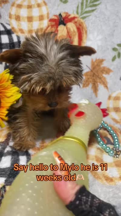 MYLO, a male Yorkshire Terrier for sale in Miami, FL – 4 of 4