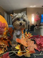 Kino The Teacup Yorkie, a male Yorkshire Terrier for sale in Miami, FL – 2 of 5