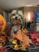 Kino The Teacup Yorkie, a male Yorkshire Terrier for sale in Miami, FL – 3 of 5