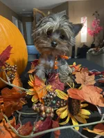 Mylo The Teacup Yorkie, a male Yorkshire Terrier for sale in Miami, FL – 5 of 6