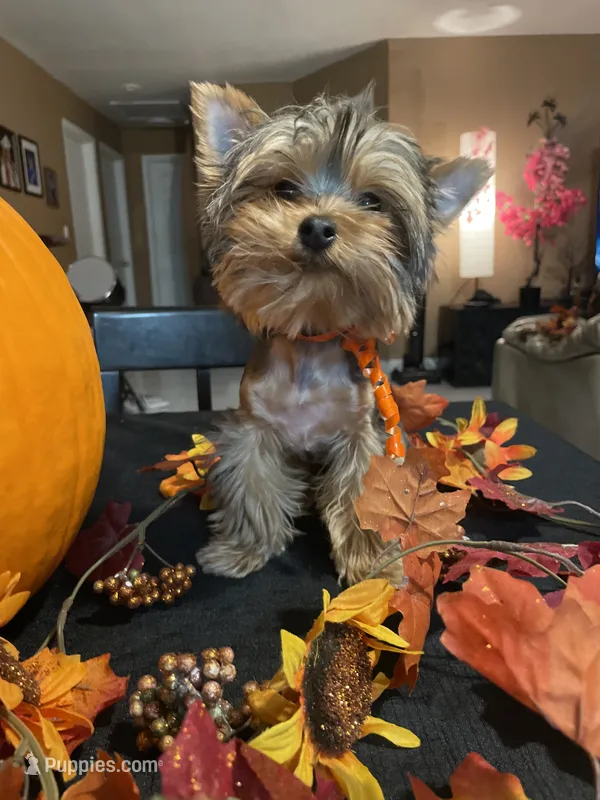 Kino The Teacup Yorkie – Yorkshire Terrier puppy for sale in Miami, FL