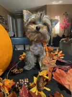 Kino The Teacup Yorkie, a male Yorkshire Terrier for sale in Miami, FL – 1 of 5