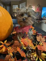 Mylo The Teacup Yorkie, a male Yorkshire Terrier for sale in Miami, FL – 4 of 6