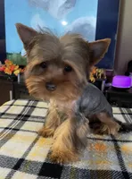 MYLO , a male Yorkshire Terrier for sale in Miami, FL – 4 of 5