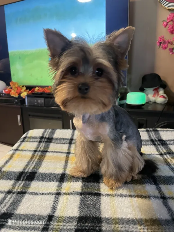 KINO TEACUP YORKIE – Yorkshire Terrier puppy for sale in Miami, FL