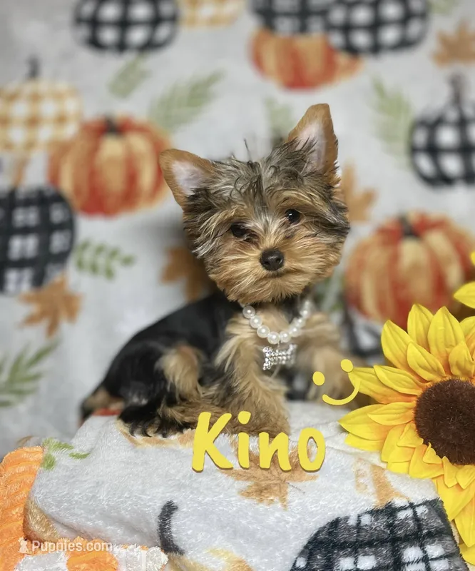 KINO TEACUP YORKIE – Yorkshire Terrier puppy for sale in Miami, FL