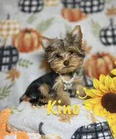 KINO TEACUP YORKIE, a male Yorkshire Terrier for sale in Miami, FL – 1 of 2