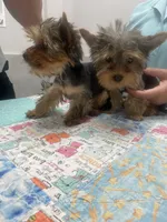 MYLO, a male Yorkshire Terrier for sale in Miami, FL – 2 of 4