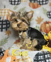 KINO TEACUP YORKIE, a male Yorkshire Terrier for sale in Miami, FL – 2 of 2