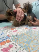 MYLO, a male Yorkshire Terrier for sale in Miami, FL – 3 of 4