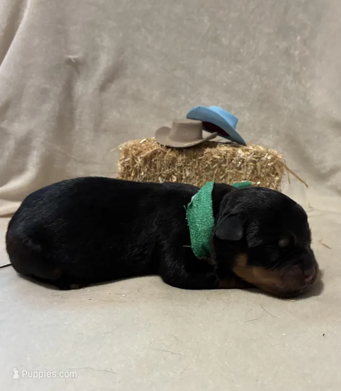 Levi – Rottweiler puppy for sale in High Point, NC