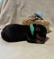 Levi, a male Rottweiler for sale in High Point, NC – Photo 2 of 7