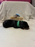 Levi, a male Rottweiler for sale in High Point, NC – Photo 3 of 7