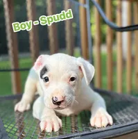 Spudd, a female American Bulldog and American Pit Bull Terrier for sale in High Point, NC – 1 of 1