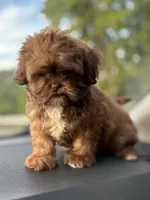 Beverly, a female Shih Tzu for sale in High Point, NC – 3 of 4