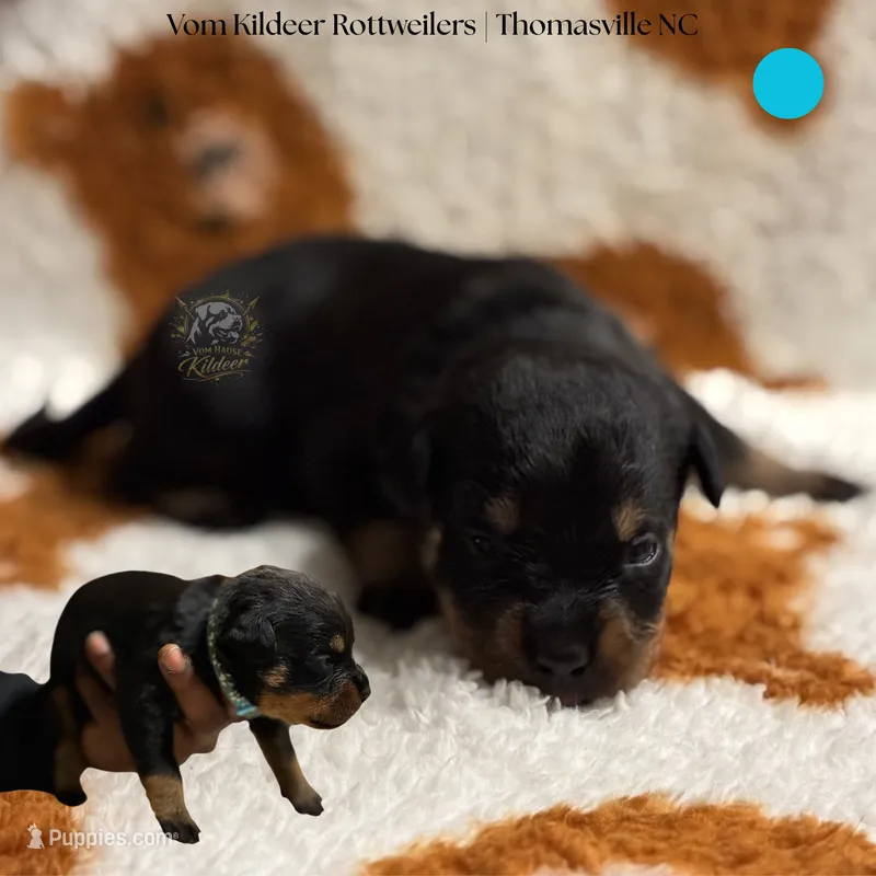 Tex – Rottweiler puppy for sale in High Point, NC
