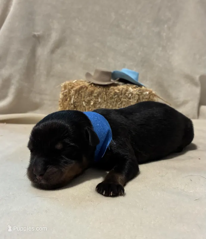 Ranger  – Rottweiler puppy for sale in High Point, NC