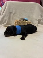 Ranger , a male Rottweiler for sale in High Point, NC – Photo 2 of 9