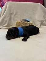 Ranger , a male Rottweiler for sale in High Point, NC – Photo 4 of 9