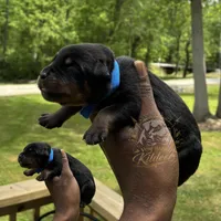Ranger , a male Rottweiler for sale in High Point, NC – 2 of 6