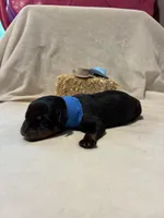 Ranger , a male Rottweiler for sale in High Point, NC – Photo 5 of 9