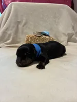 Ranger , a male Rottweiler for sale in High Point, NC – Photo 3 of 9