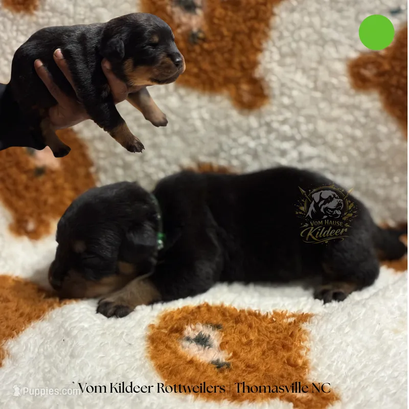 Levi, a male Rottweiler for sale in High Point, NC – 1 of 6