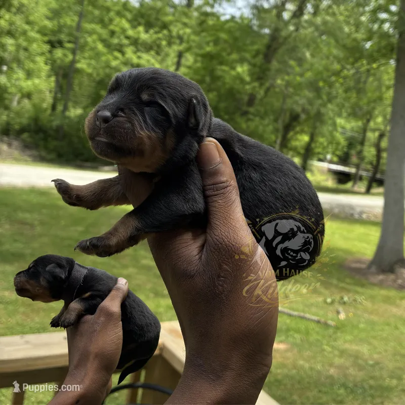 Beaux  – Rottweiler puppy for sale in High Point, NC