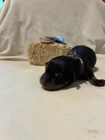 Beaux , a male Rottweiler for sale in High Point, NC – Photo 2 of 7