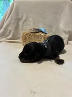 Beaux , a male Rottweiler for sale in High Point, NC – Photo 3 of 7