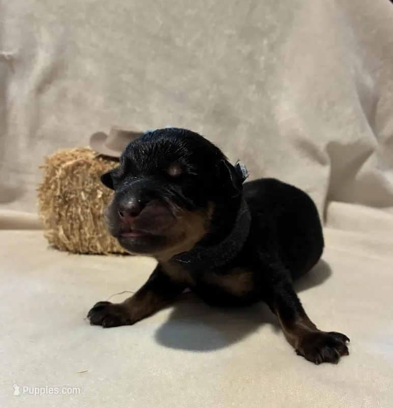 Beaux  – Rottweiler puppy for sale in High Point, NC