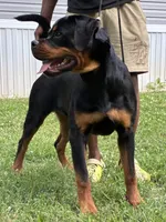 Ariel , a female Rottweiler for sale in High Point, NC – 3 of 6