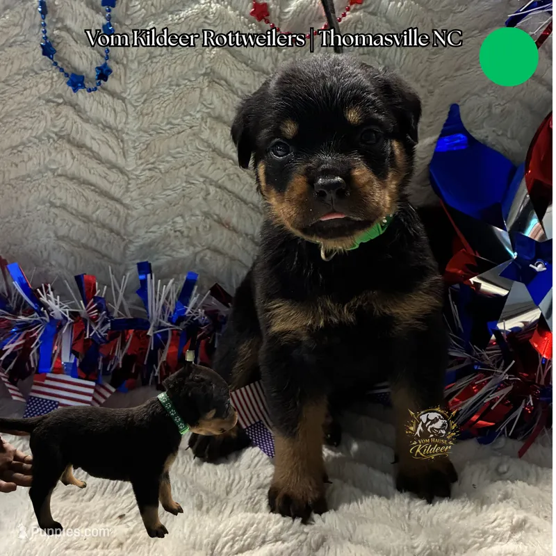 Levi – Rottweiler puppy for sale in High Point, NC