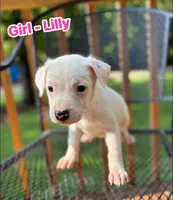 Lily, a female American Bulldog and American Pit Bull Terrier for sale in High Point, NC – 1 of 1