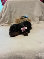 Bonnie, a female Rottweiler for sale in High Point, NC – Photo 2 of 7