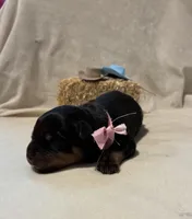 Bonnie, a female Rottweiler for sale in High Point, NC – Photo 1 of 7