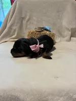 Bonnie, a female Rottweiler for sale in High Point, NC – Photo 3 of 7