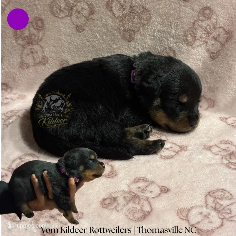 Dottie – Rottweiler puppy for sale in High Point, NC